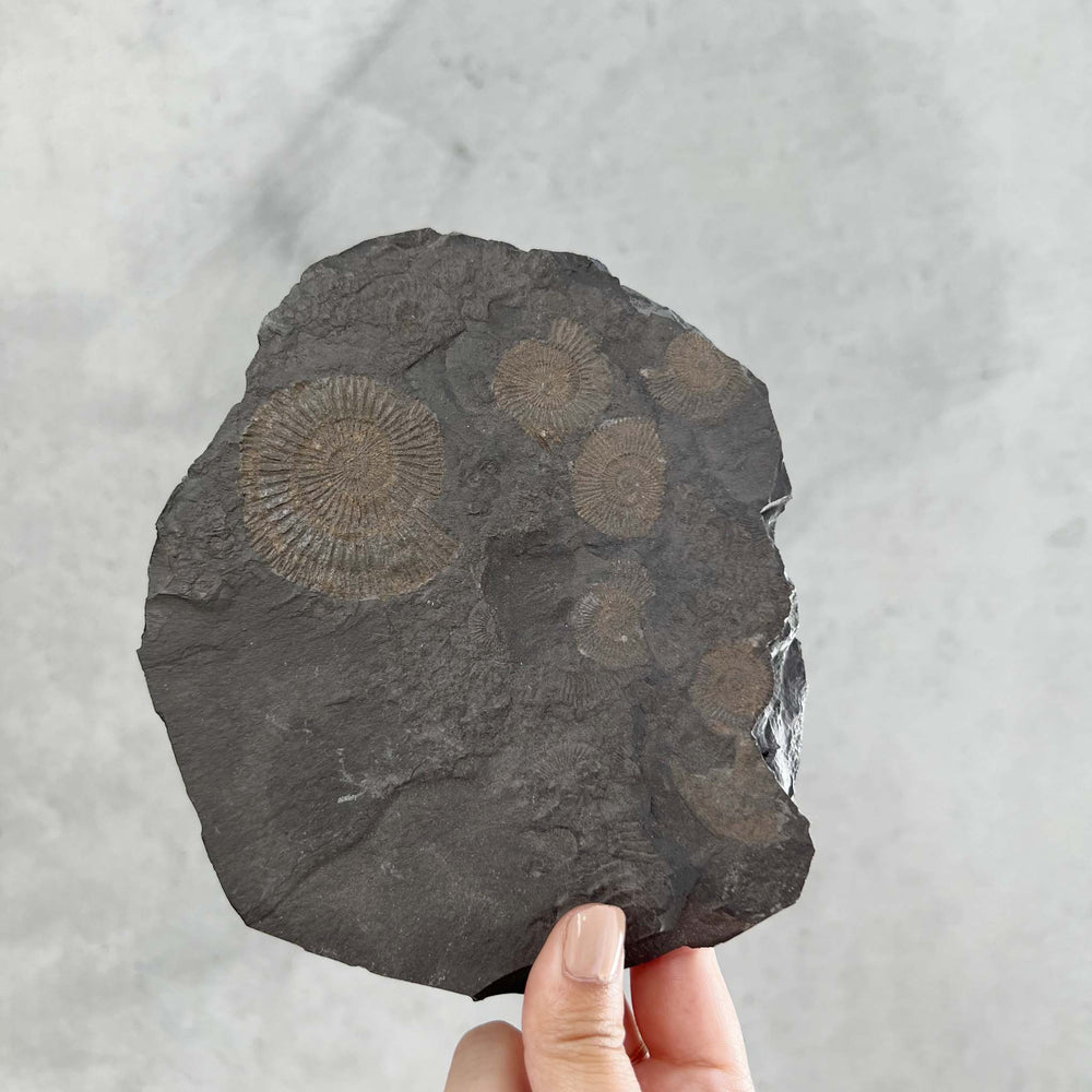 Ammonite Fossil - 21