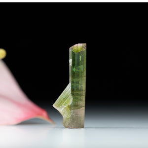 Pink & Green Bi-colour Tourmaline - 15