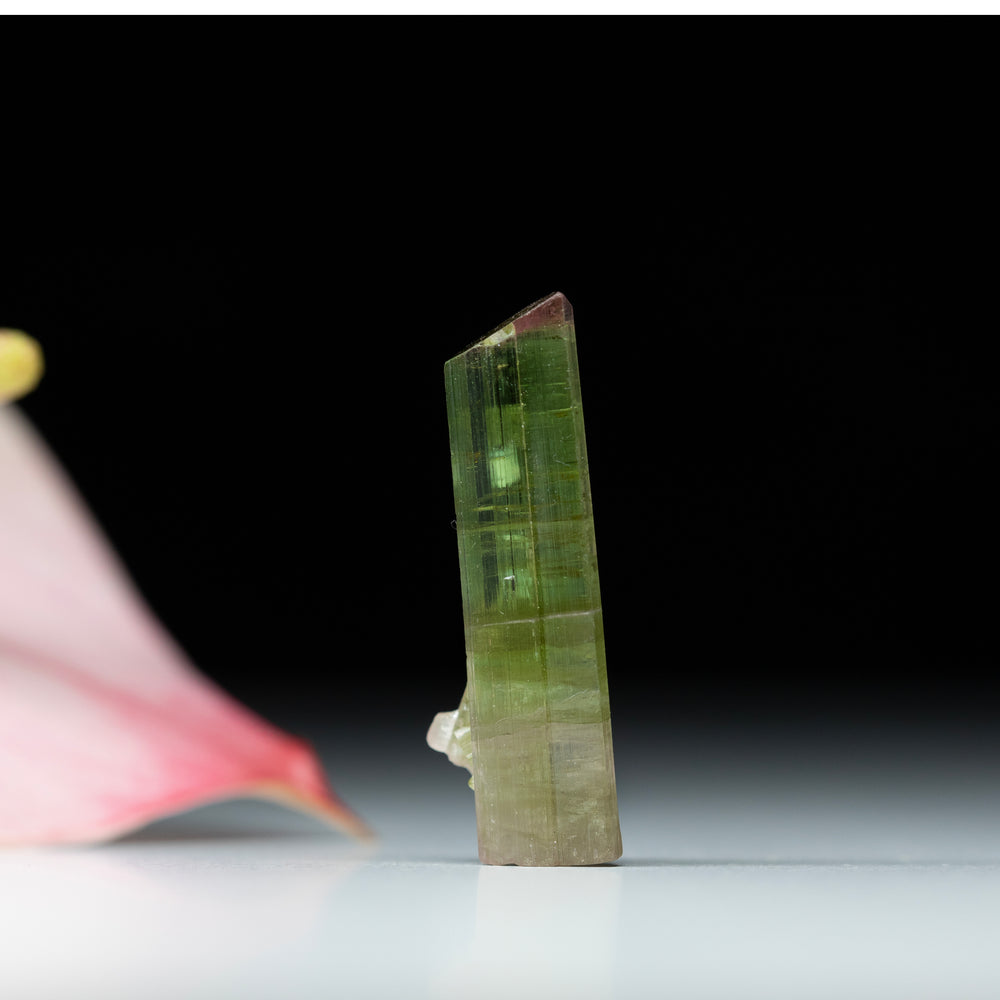 Pink & Green Bi-colour Tourmaline - 15