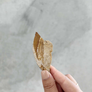 Fossilised Leaf in Limestone - 02