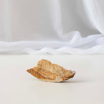 Fossilised Leaf in Limestone - 02