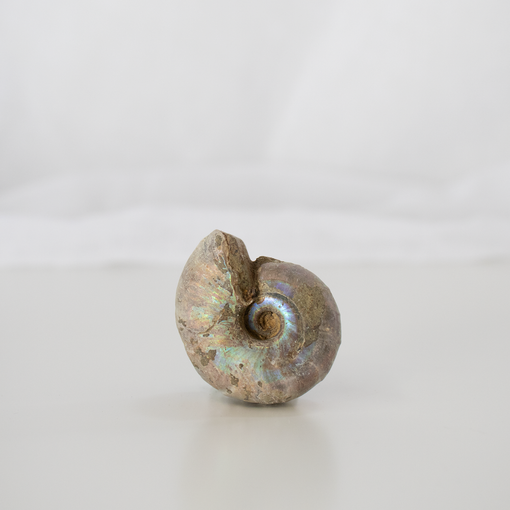 Iridescent Ammonite Fossil - 06