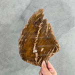 Petrified Wood Slice - 12