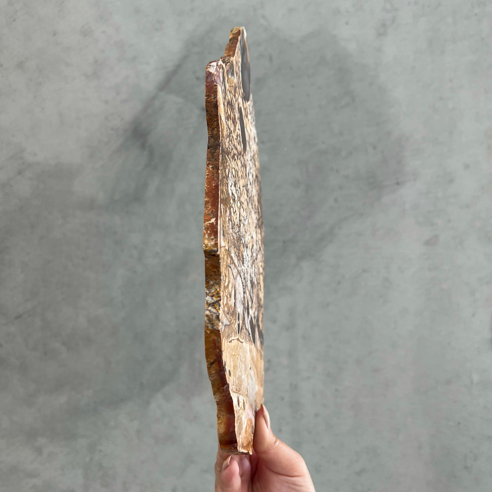Opalised Wood Slice - 11