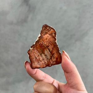 Petrified Wood Slice - 14