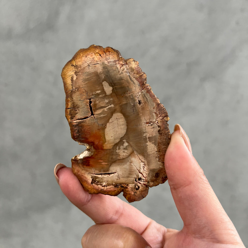 
                
                    Load image into Gallery viewer, Petrified Wood Slice - 15
                
            