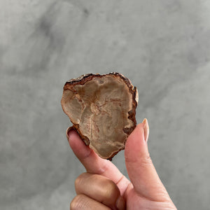 Petrified Wood Slice - 16