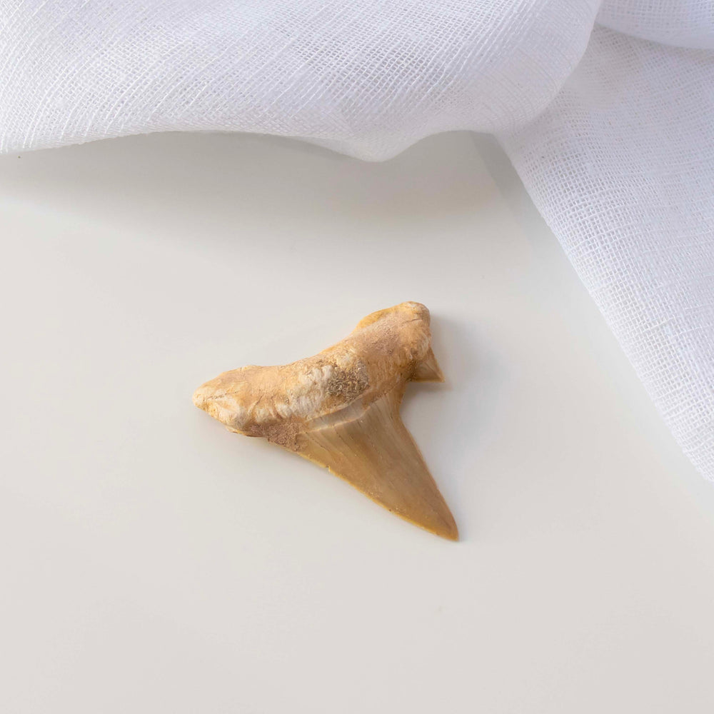 Fossilised Sharks Tooth - 02