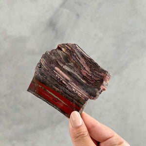 Stromatolite Slice - 01