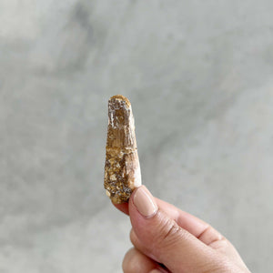 
                
                    Load image into Gallery viewer, Fossilised Tooth - 02
                
            