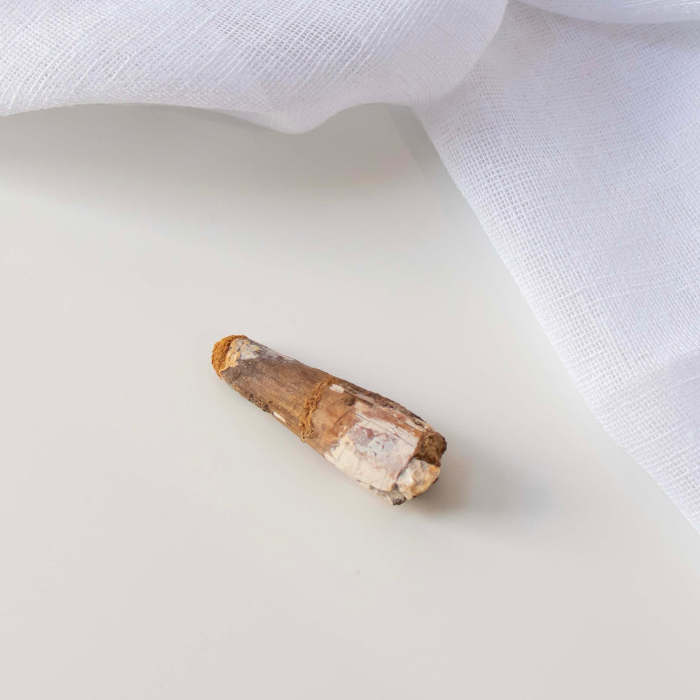 
                
                    Load image into Gallery viewer, Fossilised Tooth - 02
                
            